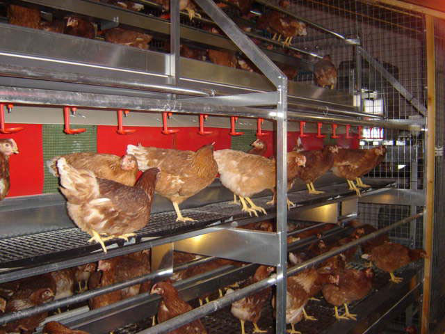 Hens on an aviary system in a cage-free house