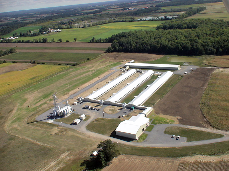 Aerial view of a poultry farm with long houses and feed bins