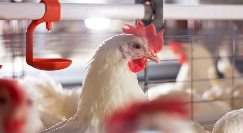 Laying hen beside a drinker line inside a layer house